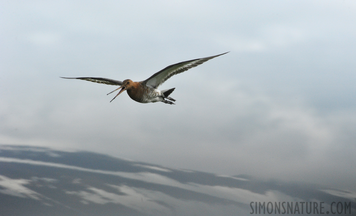 Limosa limosa islandica [550 mm, 1/1600 sec at f / 16, ISO 1600]